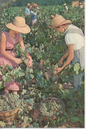Postal E05766: Vendimia. Cavas Codorniu <acordeón>