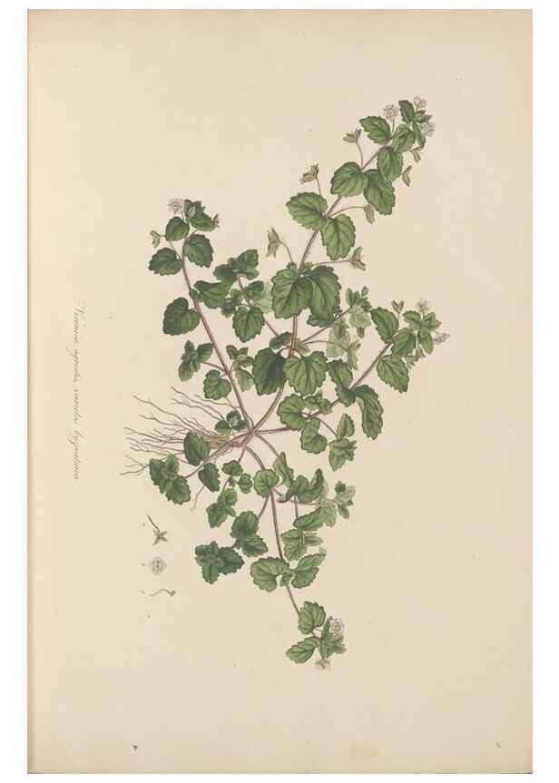 Reproducción/Reproduction 49556268143: Flora Graeca, sive, Plantarum rariorum historia, quas in provinciis aut insulis Graeciae /. Londini :Typis Richardi Taylor et socii, in Vico Shoe-Lane :MDCCCVI-MDCCCXL [1806-1840].. 