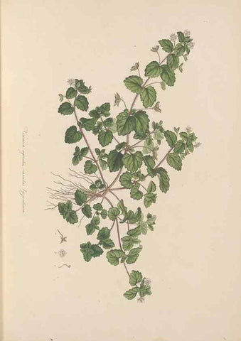 Reproducción/Reproduction 49556268143: Flora Graeca, sive, Plantarum rariorum historia, quas in provinciis aut insulis Graeciae /. Londini :Typis Richardi Taylor et socii, in Vico Shoe-Lane :MDCCCVI-MDCCCXL [1806-1840].. 