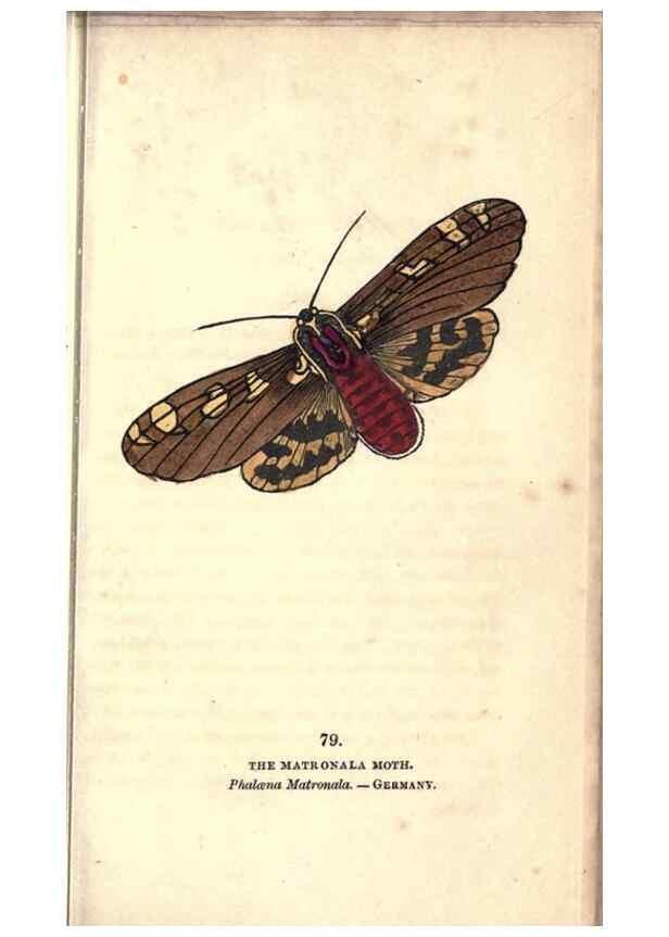 Reproducción/Reproduction 8716628999: The book of butterflies, sphinxes and moths;. London,Whittaker,1832-34.