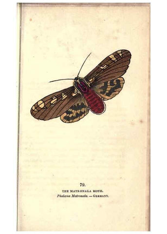 Reproducción/Reproduction 8716628999: The book of butterflies, sphinxes and moths;. London,Whittaker,1832-34.