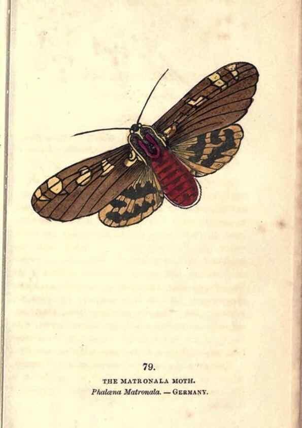 Reproducción/Reproduction 8716628999: The book of butterflies, sphinxes and moths;. London,Whittaker,1832-34.