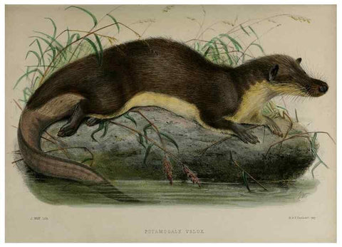 Reproducción/Reproduction 7408441066: Transactions of the Zoological Society of London.. [London] :Published for the Zoological Society of London by Academic Press