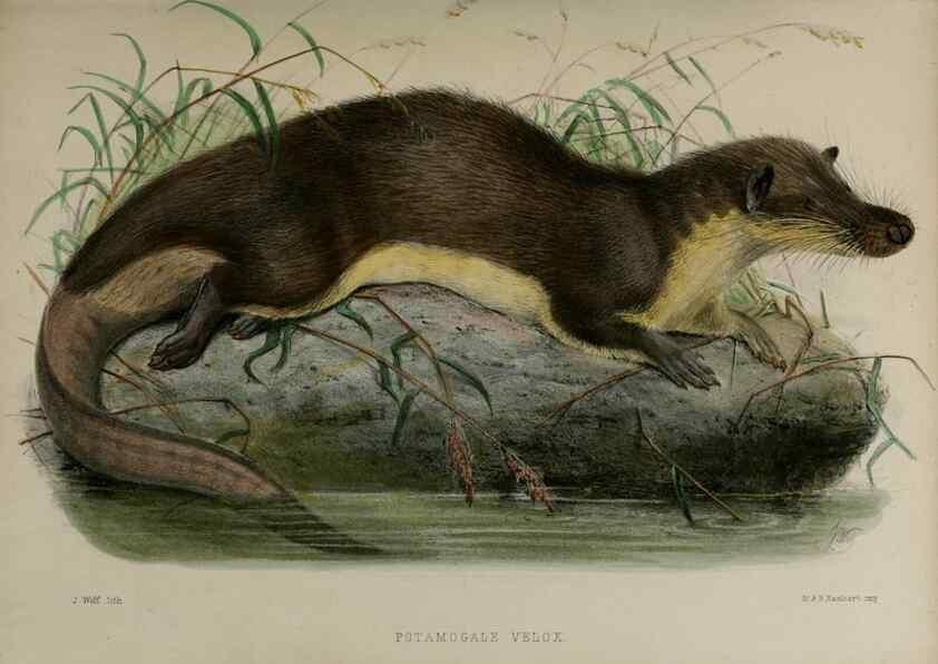 Reproducción/Reproduction 7408441066: Transactions of the Zoological Society of London.. [London] :Published for the Zoological Society of London by Academic Press