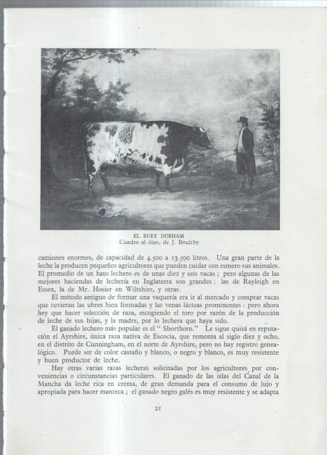 La Agricultura Inglesa: Lamina numerada 04: El buey Durham, cuadro de Boultby