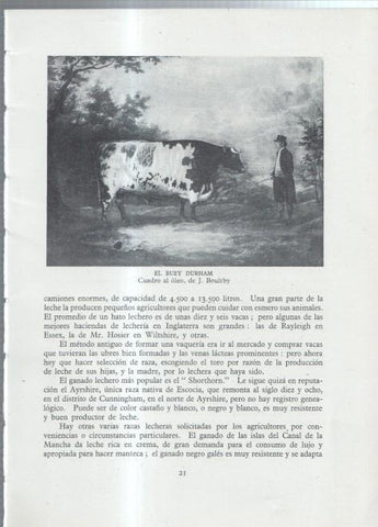 La Agricultura Inglesa: Lamina numerada 04: El buey Durham, cuadro de Boultby