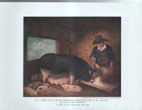 La Agricultura Inglesa: Lamina numerada 14: Interior de un establo, Cerda de raza mejorada