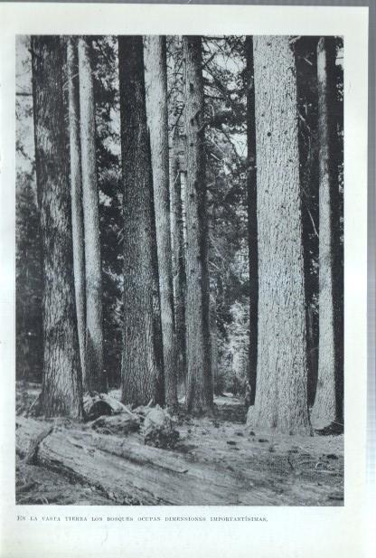 Los Estados Unidos: Lamina numerada 42: Bosque y Vaquero