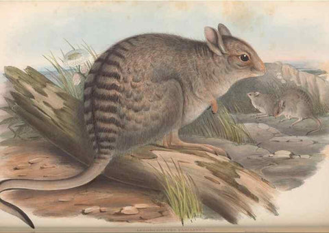 Reproducción/Reproduction 36767997256: The mammals of Australia.. London,Printed by Taylor and Francis, pub. by the author,1863.