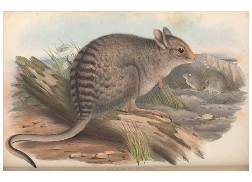 Reproducción/Reproduction 36767997256: The mammals of Australia.. London,Printed by Taylor and Francis, pub. by the author,1863.