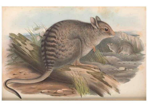 Reproducción/Reproduction 36767997256: The mammals of Australia.. London,Printed by Taylor and Francis, pub. by the author,1863.