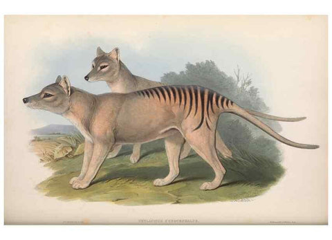 Reproducción/Reproduction 27011087510: The mammals of Australia.. London,Printed by Taylor and Francis, pub. by the author,1863.