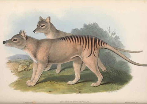 Reproducción/Reproduction 27011087510: The mammals of Australia.. London,Printed by Taylor and Francis, pub. by the author,1863.