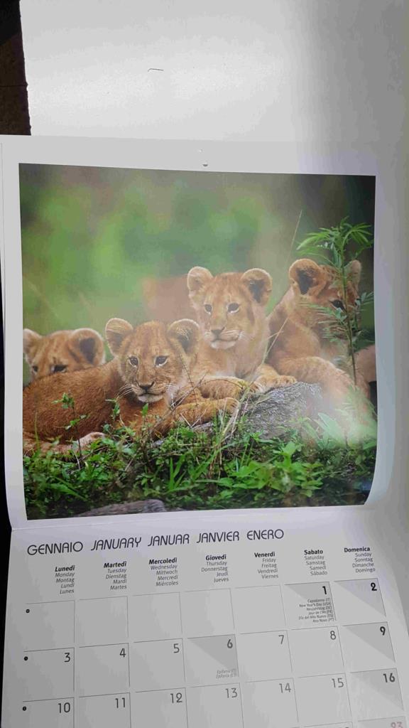 Calendario / Kalender / Calendrier / Calendar: 2011 : Puppies (animales) - lamina 01