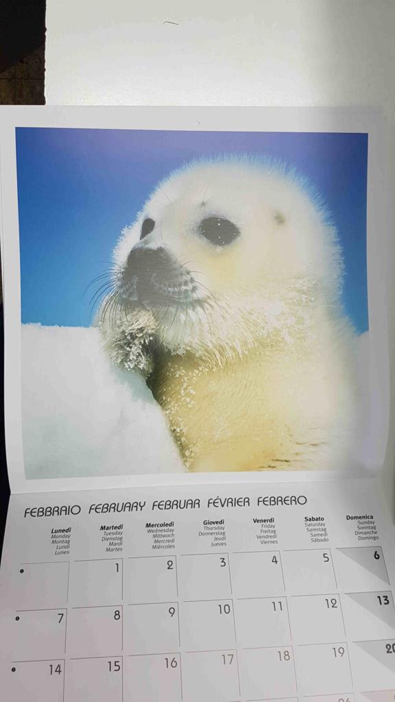 Calendario / Kalender / Calendrier / Calendar: 2011 : Puppies (animales) - lamina 02