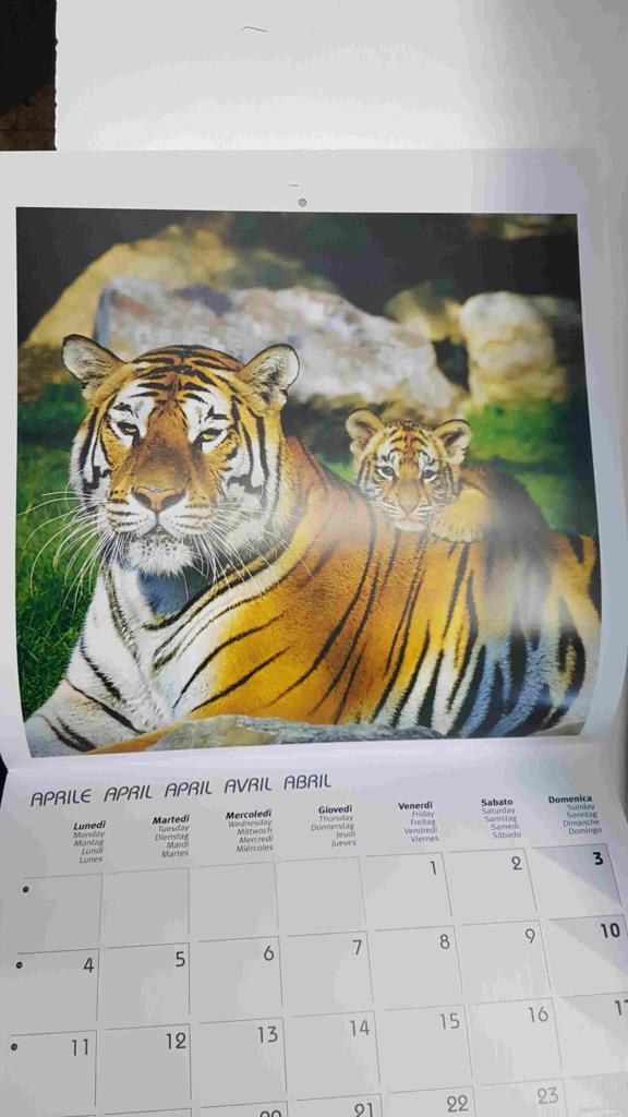 Calendario / Kalender / Calendrier / Calendar: 2011 : Puppies (animales) - lamina 04