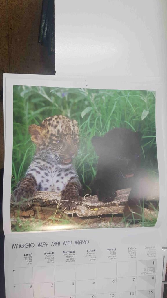 Calendario / Kalender / Calendrier / Calendar: 2011 : Puppies (animales) - lamina 05