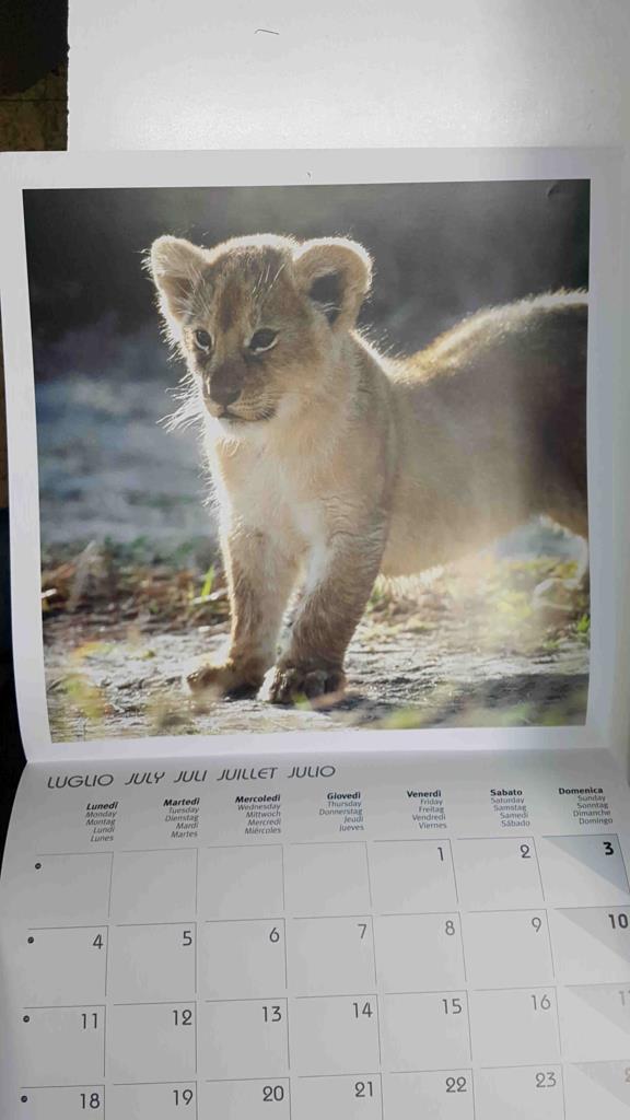 Calendario / Kalender / Calendrier / Calendar: 2011 : Puppies (animales) - lamina 07