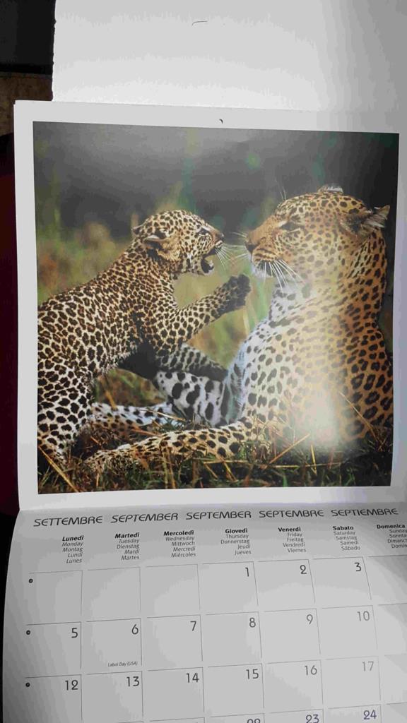 Calendario / Kalender / Calendrier / Calendar: 2011 : Puppies (animales) - lamina 09