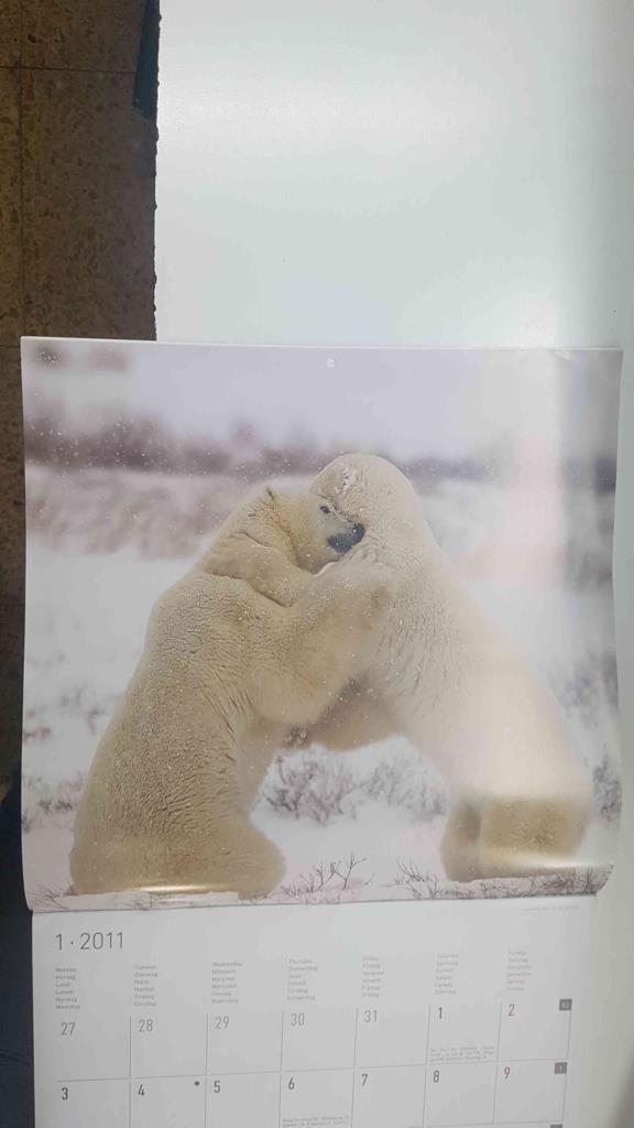 Calendario / Kalender / Calendrier / Calendar: 2011 : Polar life (animales polares) - lamina 01, dos osos polares