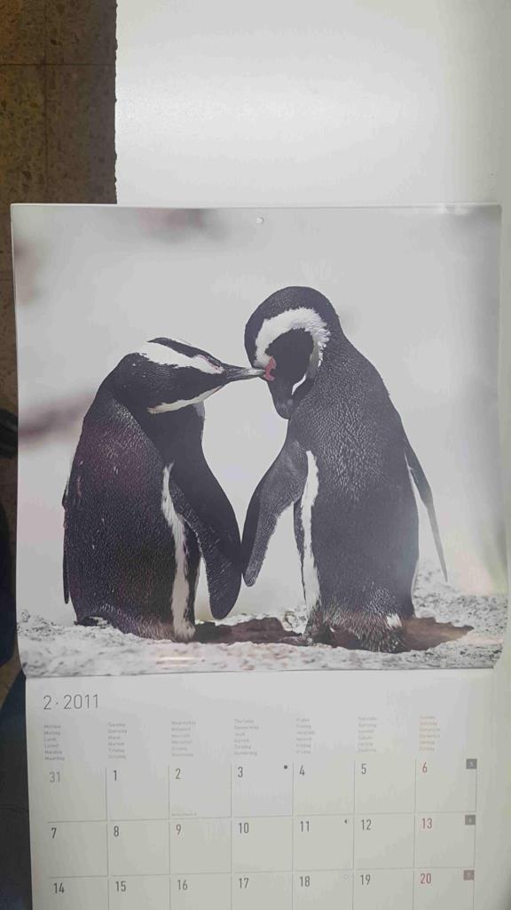 Calendario / Kalender / Calendrier / Calendar: 2011 : Polar life (animales polares) - lamina 02, Pinguinos