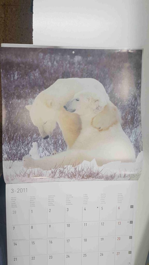 Calendario / Kalender / Calendrier / Calendar: 2011 : Polar life (animales polares) - lamina 03, Osos polares