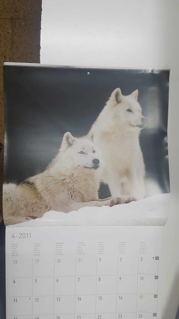 Calendario / Kalender / Calendrier / Calendar: 2011 : Polar life (animales polares) - lamina 04, Lobos polares