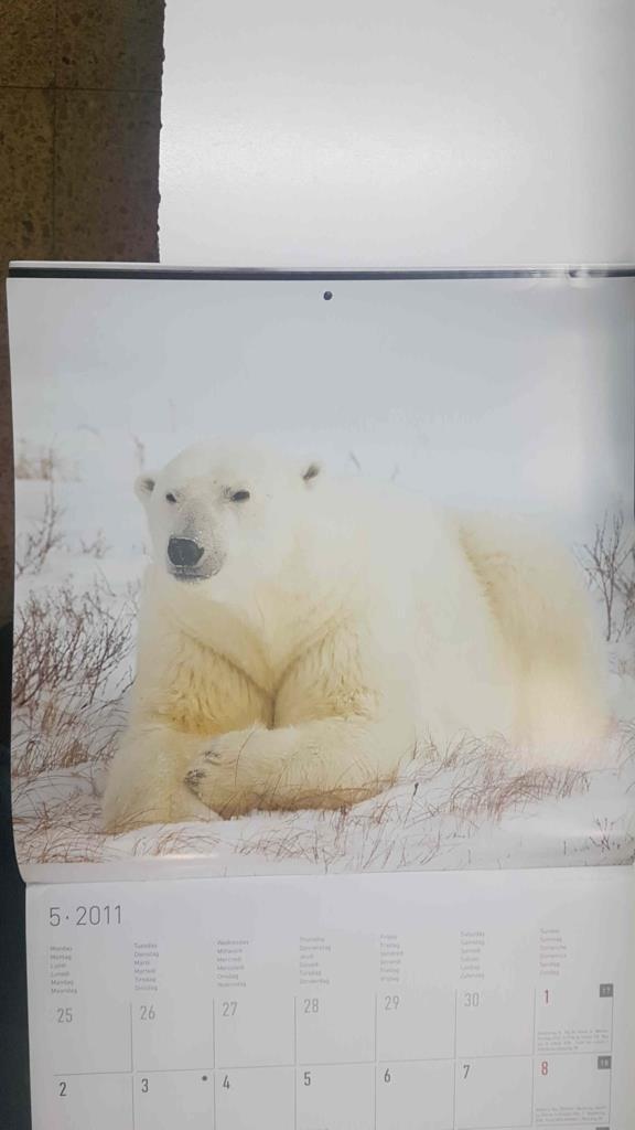 Calendario / Kalender / Calendrier / Calendar: 2011 : Polar life (animales polares) - lamina 05, Oso polar tumbado