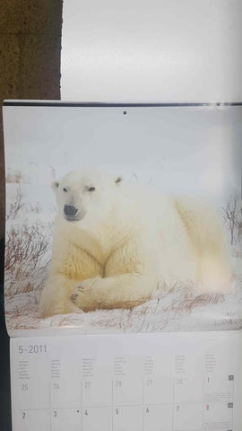Calendario / Kalender / Calendrier / Calendar: 2011 : Polar life (animales polares) - lamina 05, Oso polar tumbado
