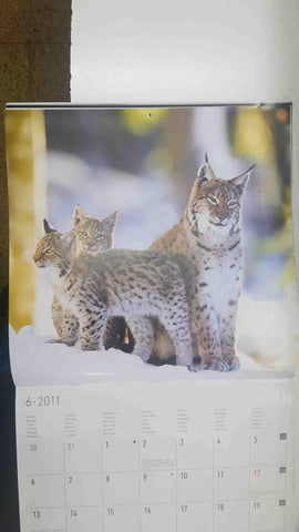 Calendario / Kalender / Calendrier / Calendar: 2011 : Polar life (animales polares) - lamina 06, Linces Europeos