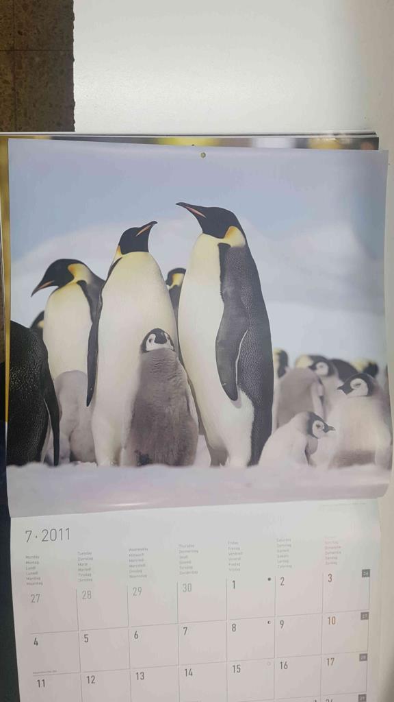 Calendario / Kalender / Calendrier / Calendar: 2011 : Polar life (animales polares) - lamina 07, Pinguinos