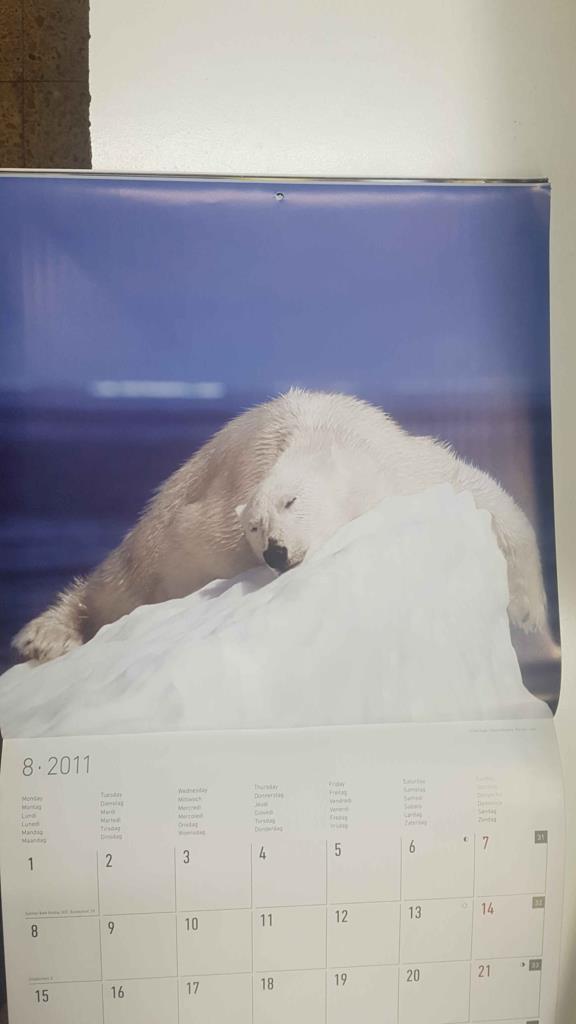 Calendario / Kalender / Calendrier / Calendar: 2011 : Polar life (animales polares) - lamina 08, Oso polar dormido