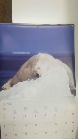 Calendario / Kalender / Calendrier / Calendar: 2011 : Polar life (animales polares) - lamina 08, Oso polar dormido