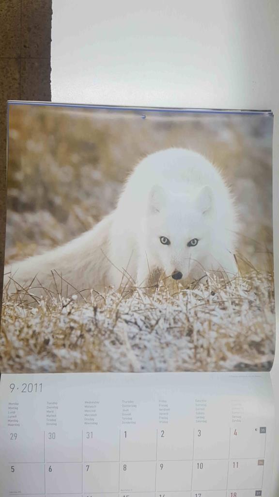 Calendario / Kalender / Calendrier / Calendar: 2011 : Polar life (animales polares) - lamina 09, Zorro polar