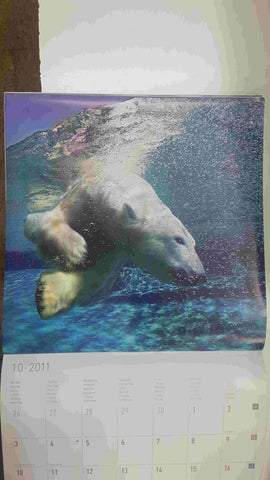 Calendario / Kalender / Calendrier / Calendar: 2011 : Polar life (animales polares) - lamina 10, Oso polar sumergido en el agua