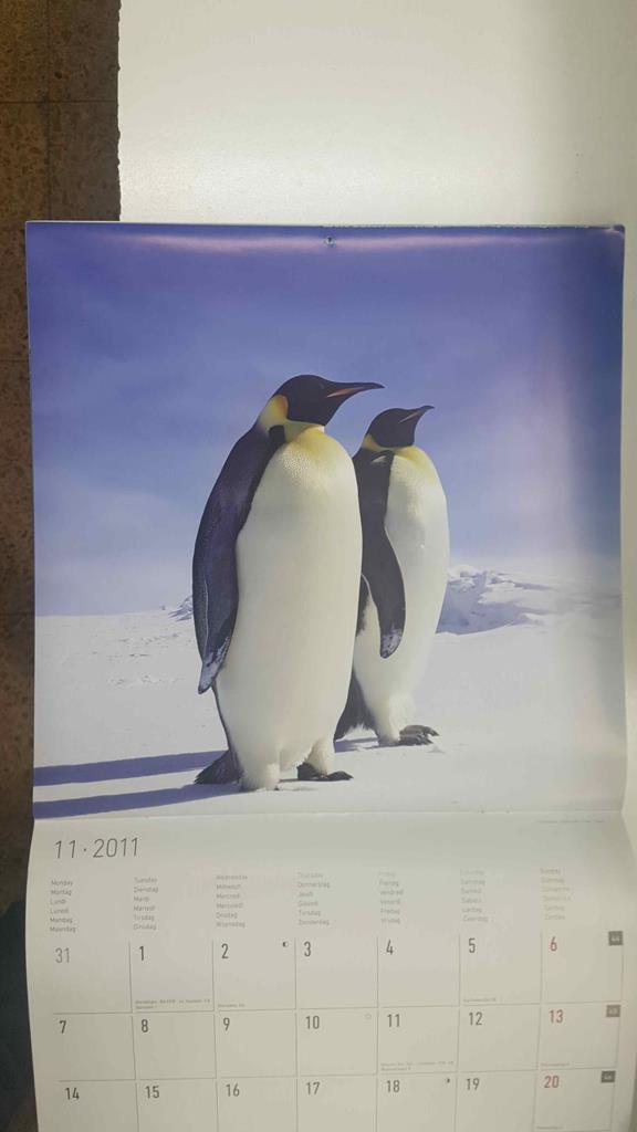 Calendario / Kalender / Calendrier / Calendar: 2011 : Polar life (animales polares) - lamina 11, Una pareja de pinguinos