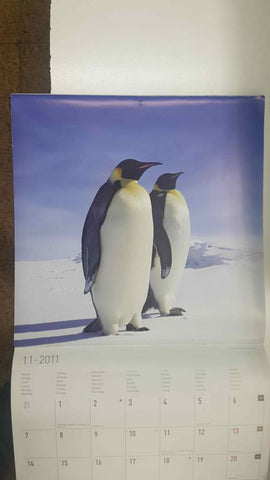 Calendario / Kalender / Calendrier / Calendar: 2011 : Polar life (animales polares) - lamina 11, Una pareja de pinguinos