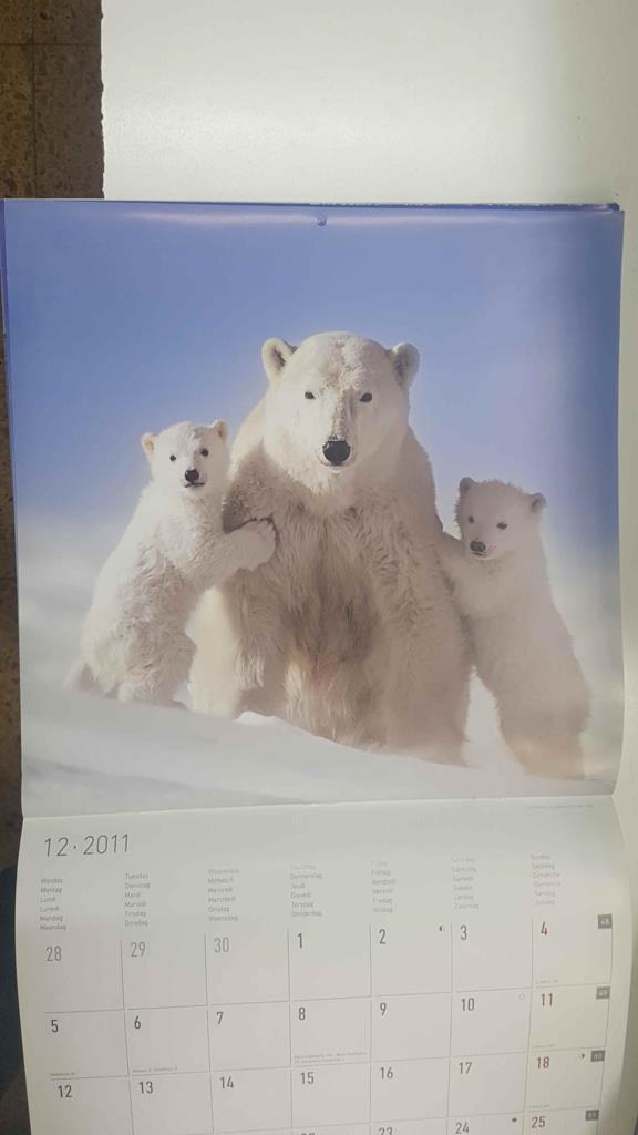 Calendario / Kalender / Calendrier / Calendar: 2011 : Polar life (animales polares) - lamina 12, Osos polares