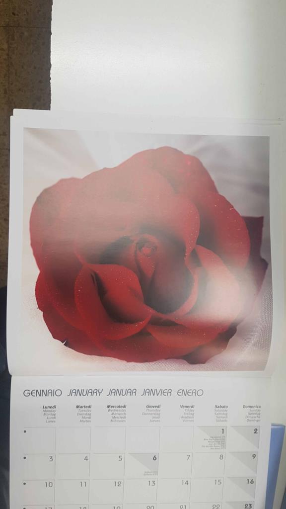 Calendario / Kalender / Calendrier / Calendar: 2011 : Roses (Rosas) - lamina 01