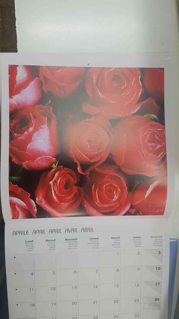 Calendario / Kalender / Calendrier / Calendar: 2011 : Roses (Rosas) - lamina 04