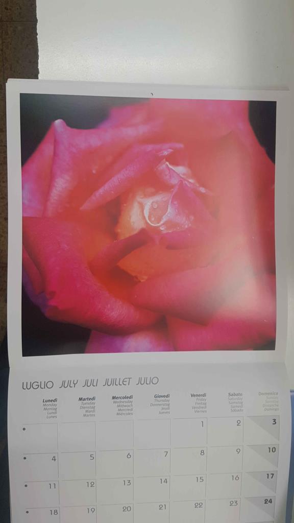 Calendario / Kalender / Calendrier / Calendar: 2011 : Roses (Rosas) - lamina 07