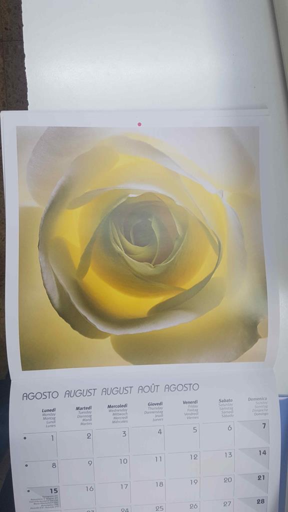 Calendario / Kalender / Calendrier / Calendar: 2011 : Roses (Rosas) - lamina 08