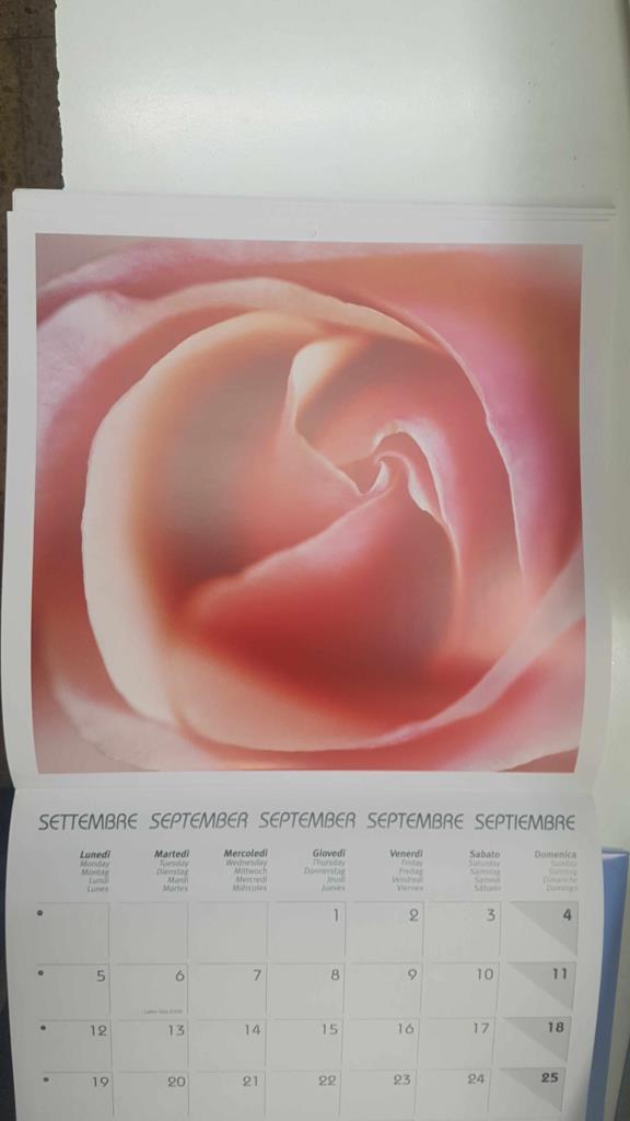 Calendario / Kalender / Calendrier / Calendar: 2011 : Roses (Rosas) - lamina 09