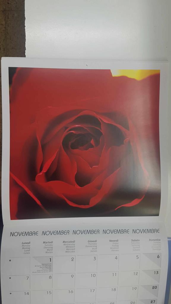 Calendario / Kalender / Calendrier / Calendar: 2011 : Roses (Rosas) - lamina 11