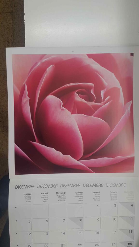Calendario / Kalender / Calendrier / Calendar: 2011 : Roses (Rosas) - lamina 12