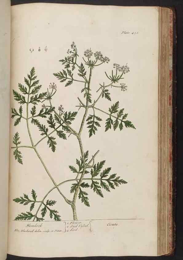 Reproducción/Reproduction 8362221052: A curious herbal. London : Printed for Samuel Harding, 1737-1739.
