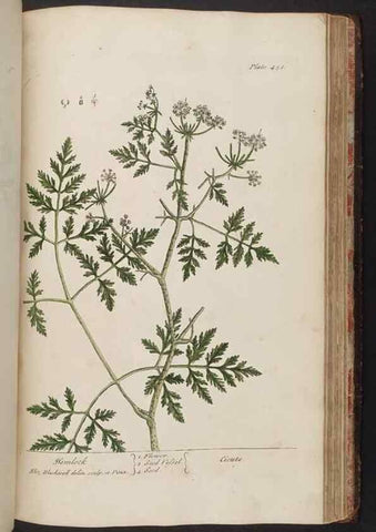 Reproducción/Reproduction 8362221052: A curious herbal. London : Printed for Samuel Harding, 1737-1739.