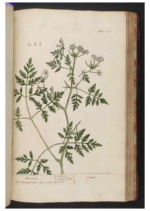 Reproducción/Reproduction 8362221052: A curious herbal. London : Printed for Samuel Harding, 1737-1739.