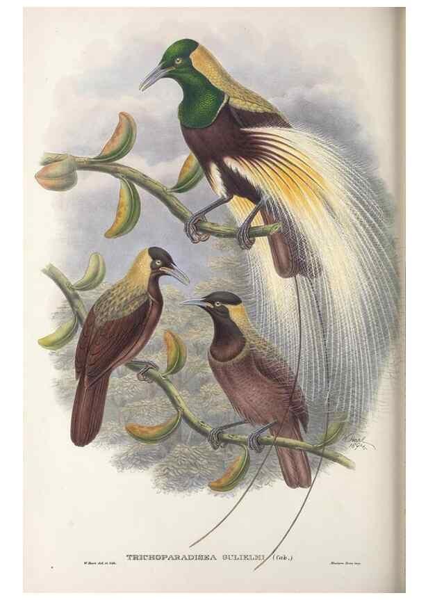 Reproducción/Reproduction 48367216696: Monograph of the Paradiseidae, or birds of paradise and Ptilonorhynchidae, or bower-birds.. London :H. Sotheran & Co.,1891-98.. 