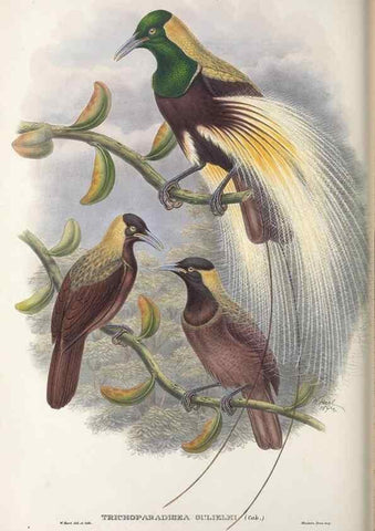 Reproducción/Reproduction 48367216696: Monograph of the Paradiseidae, or birds of paradise and Ptilonorhynchidae, or bower-birds.. London :H. Sotheran & Co.,1891-98.. 